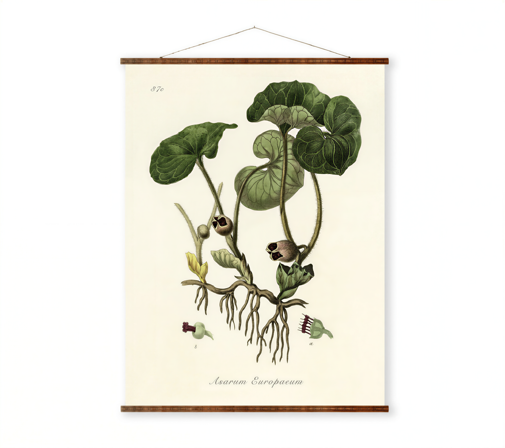 The image is a botanical illustration of a plant with large green leaves and small flowers, hanging on a wall.