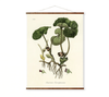 The image is a botanical illustration of a plant with large green leaves and small flowers, hanging on a wall.