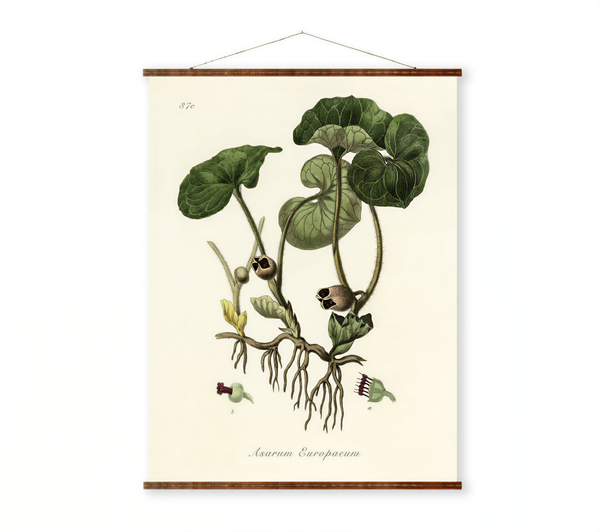 The image is a botanical illustration of a plant with large green leaves and small flowers, hanging on a wall.