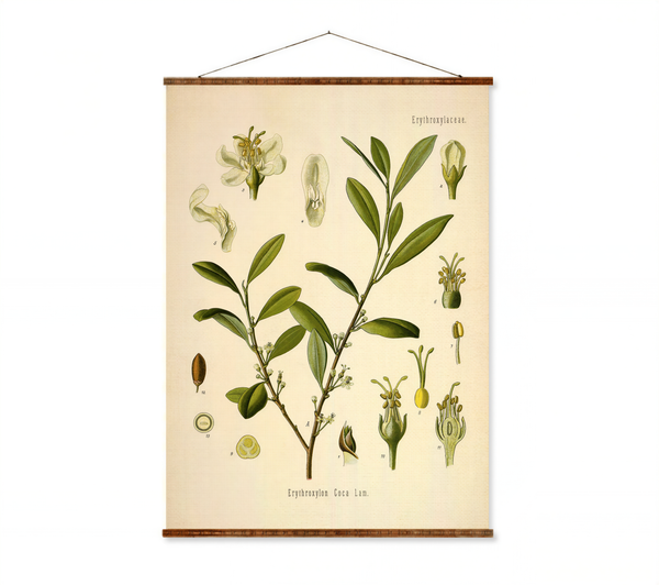 The image is a botanical illustration of a plant, specifically an Erythrocylein (Cyanotis luna) plant. The illustration includes various parts of the plant, such as leaves, flowers, and seed pods, as well as some labeled parts. The text "Erythrocylein. C. L." is visible, indicating the title of the illustration.